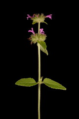 Wild Basil (Clinopodium vulgare). Habit