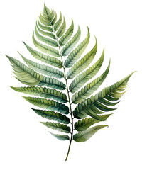 Fern Green Leaf Vascular plant watercolor