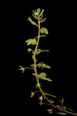 Green Field Speedwell (Veronica agrestis). Habit