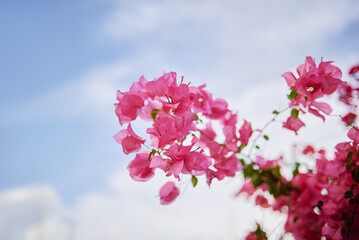 Blossom over blue sky. Close up of fresh pink tropical flowers.