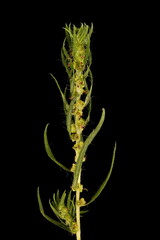 Summer Cypress (Bassia scoparia). Inflorescence Detail Closeup
