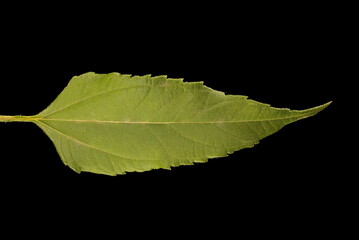 Jerusalem Artichoke (Helianthus tuberosus). Leaf Closeup