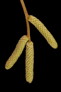 Hazel (Corylus avellana). Wintering Male Inflorescences Closeup