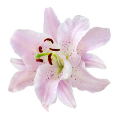 Pink Lily isolated on white background © PhotoSG