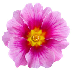 Fototapeta premium Pink Primrose isolated on white background