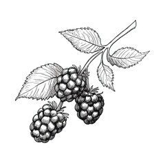 Obraz premium berry blackberry ai generated
