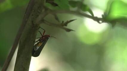 Beautiful Pyrops candelaria or lantern Fly and sometime we call trunk cicada or trunk butterfly on the tree in forest. Planthopper family.