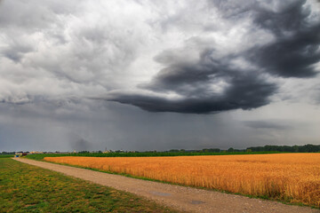 A dirt road leads past colorful cornfiel to the horizon while dark storm clouds gather in the sky