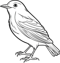  Blackbird coloring pages vector animals