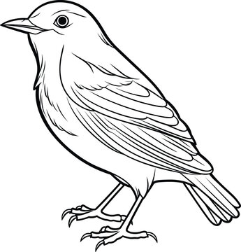 recommend clip art:  Blackbird coloring pages vector animals