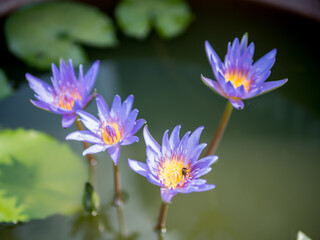 Purple lotus flower in full bloom with little bee.