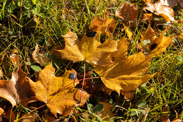 Yellowing maple foliage in the autumn season