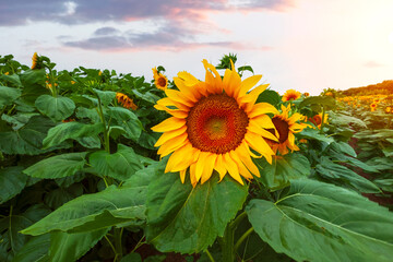 Beautiful sunflower field, growing plant, agricultural area on a warm summer day