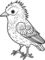 Cuckoo coloring pages vector animals