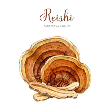Reishi mushroom group watercolor illustration. Hand drawn ganoderma linghzhi fungi. Hand painted medicinal mushrooms whole and peaces elements. Reishi natural healing treatment on white background