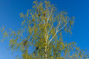 birch trees with green young foliage