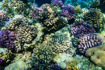 Naklejka na ściany i meble Coral reef in the Red sea in Ras Mohammed national park. Sinai peninsula in Egypt