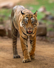 wild royal bengal male tiger or panthera tigris tigris head on walking eye contact on forest track in natural green background at ranthambore national park reserve sawai madhopur rajasthan india asia