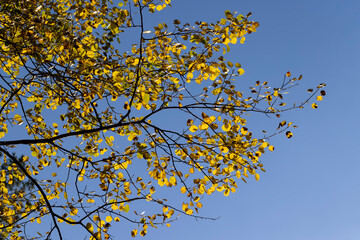 Fototapeta premium Autumn nature with trees during the fall of colorful foliage