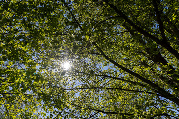 deciduous trees in the spring season in sunny weather