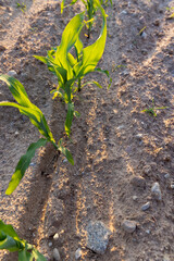 illuminated by orange sunlight green corn sprouts at sunset
