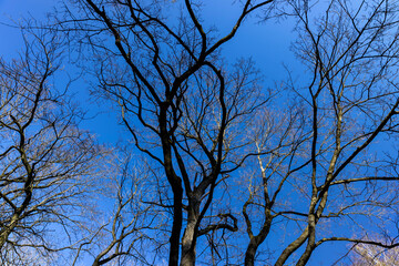 deciduous trees in the park in the early spring season