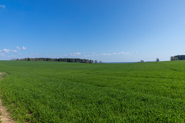a field with green wheat sprouts in the spring season