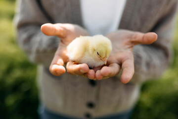 Closeup of a chick in woman's palms, outdoors.