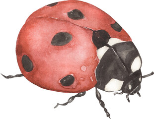 Watercolor ladybug illustration, cute red bugs Red insect. - 622606817