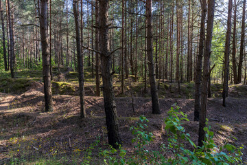 Obraz premium mixed forest with large and old trees before sunset