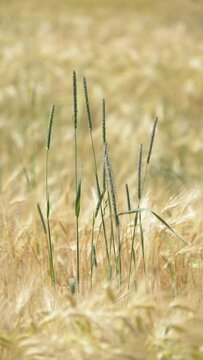 Timothy grass, Phleum pratense and Barley, Hordeum, moving in the wind in an agricultural field in the rural countryside

