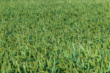 An agricultural field where ripening cereal wheat grows