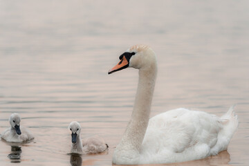 Fototapeta premium Schwan im See
