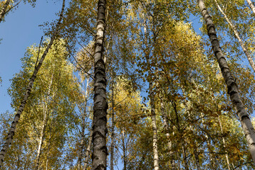 Fototapeta premium sunny autumn weather in the birch forest