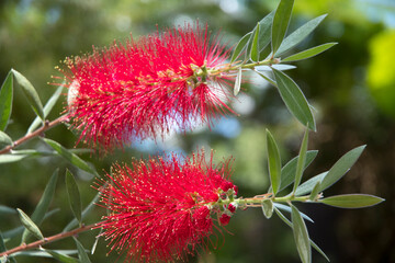 Flowering red bottle brush tree Callistemon Viminalis