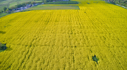Rapeseed fields panorama. Blooming yellow flower meadows. Rapeseed crop.