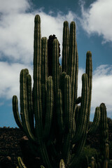 Clásico cactus con una gran altura sobre una paleta de colores azul y verde
