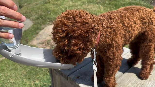 Red toy poodle drinking water outdoors, slow motion. Dog resting outside, pet care
