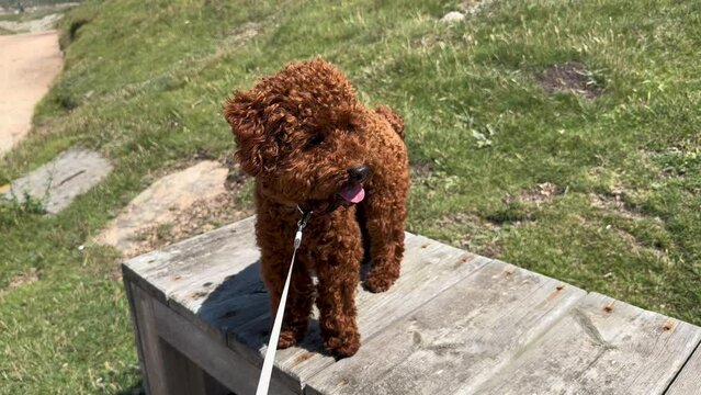 Red toy poodle enjoys the sun, the wind develops his fur, slow motion. Happy dog resting outside