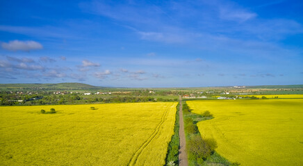 Rapeseed fields panorama. Blooming yellow flower meadows. Rapeseed crop. - obrazy, fototapety, plakaty