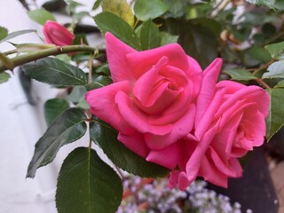 pink rose in a garden