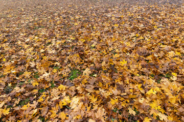 The yellowed foliage of deciduous trees that fell to the ground