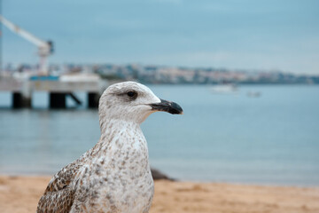 Close-up of herring gull standing on the background of the sea, ocean. Cascai beach. tamariz cascais beach. Beautiful sunny weather and blue sky. Beach in Portugal near Lisbon