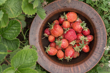 Fresh ripe organic strawberries berries in clay plate outdoor in garden with strawberry plant, leaves. Texture, background, top view, flatlay