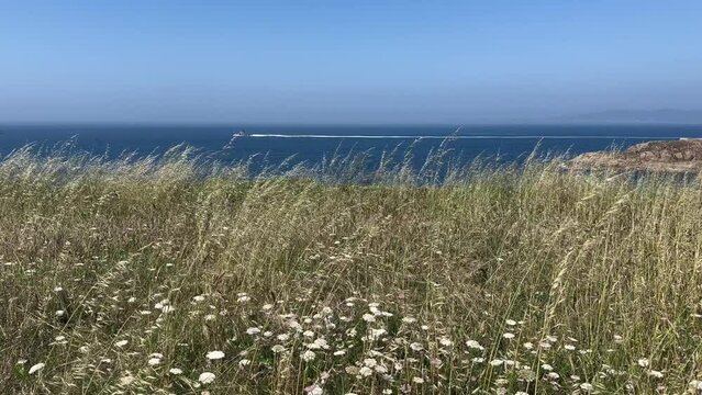Close up view spikelets of wheat swaying in the wind. Calm background. Slow motion