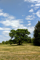 old tall oak with green foliage during drought