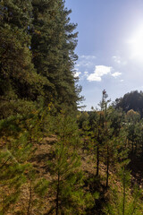 Coniferous pine tree with long needles
