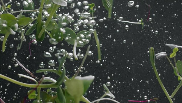 Microgreen falling in crystal clear water. Slow motion static shot of fresh organic microgreen falling in clean water and floating on surface on black background