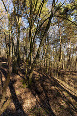 hilly territory with trees without foliage in the spring season