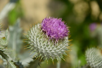 thistle in bloom